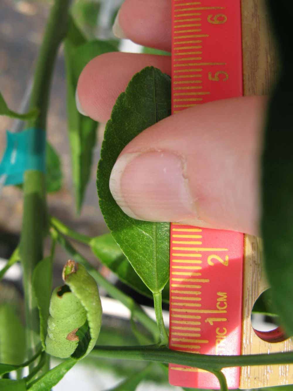              Unifoliolate leaf (Phillip Rucks Citrus Nursery, Frostproof,   FL)       